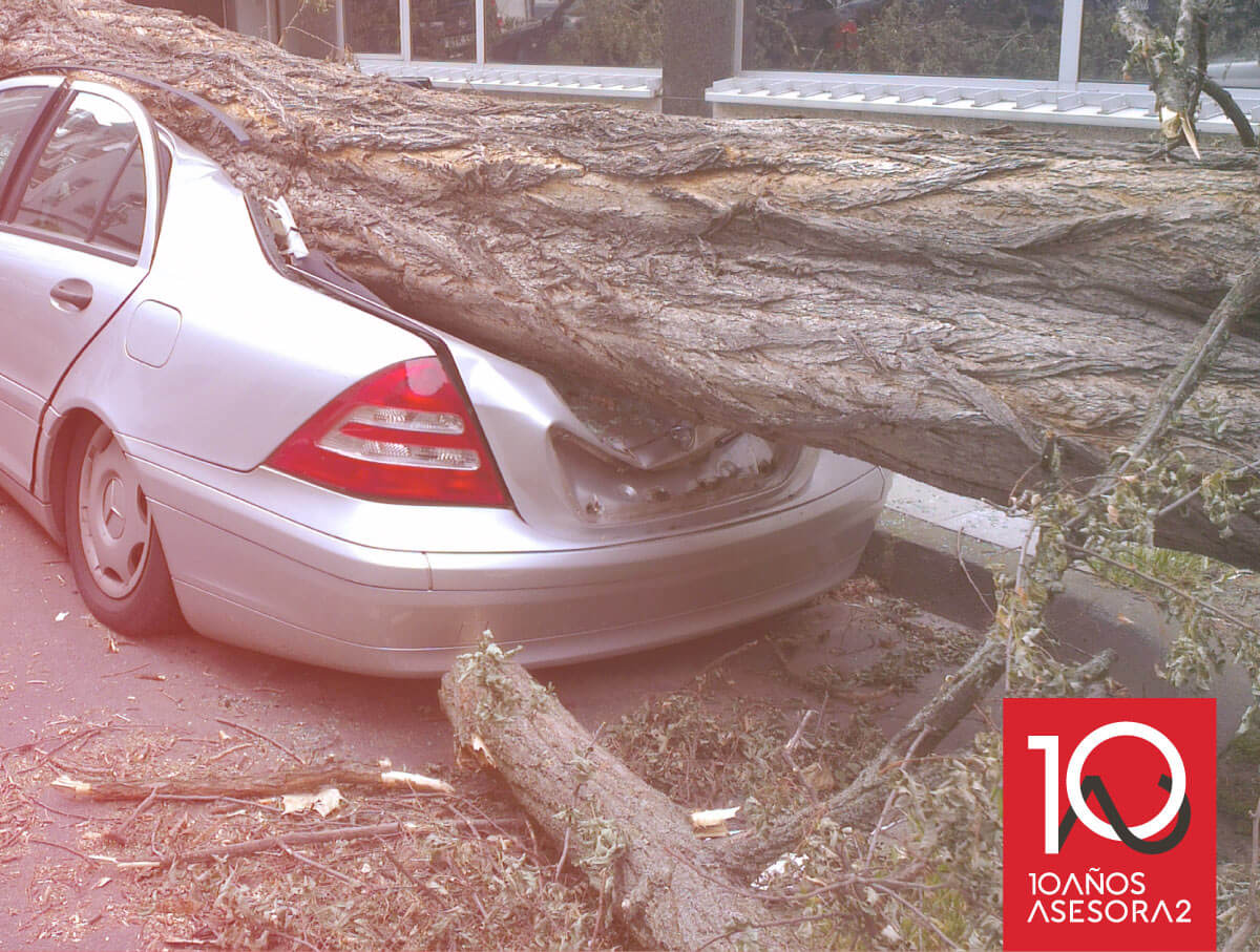 Qué pasa en un caso de indemnización por caída de árbol sobre coche?